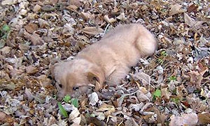 golden-pup-in-leaves.jpg