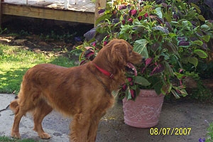 golden-retriever-breeder.jpg