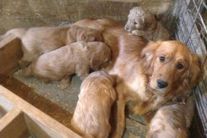 golden-retriever-golden-doodle-current-litters.jpg