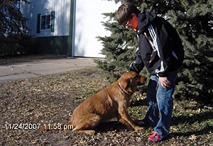 golden-retriever-gun-dog.jpg