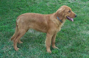 golden-retriever-hunting-dog.jpg