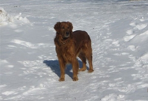 golden-retriever-mn.jpg