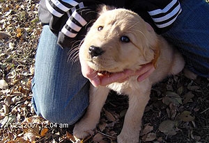 golden-retriever-puppies-minnesota.jpg