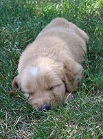 golden-retriever-pups-mn.jpg