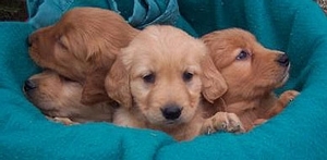 golden-retriever-pups1.jpg