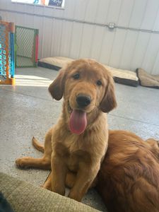golden-retriever.jpeg