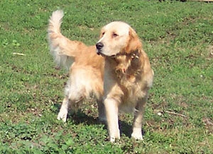 golden-retriever.jpg