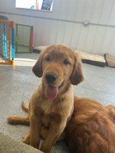 golden-retriever1.jpeg