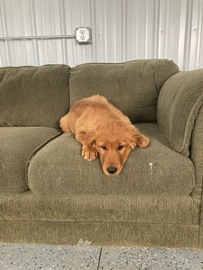 golden-retriever3.jpeg