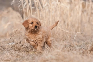 golden-retrievers-breeder.jpg