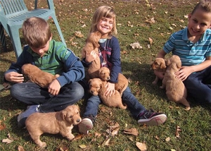 golden-retrievers-photo-gallery.jpg