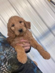 goldendoodle.jpeg