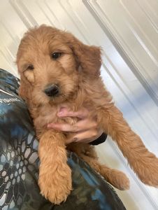 goldendoodle1.jpeg