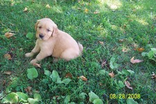 one month old female golden retriever