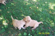 Golden Retriever puppies, 