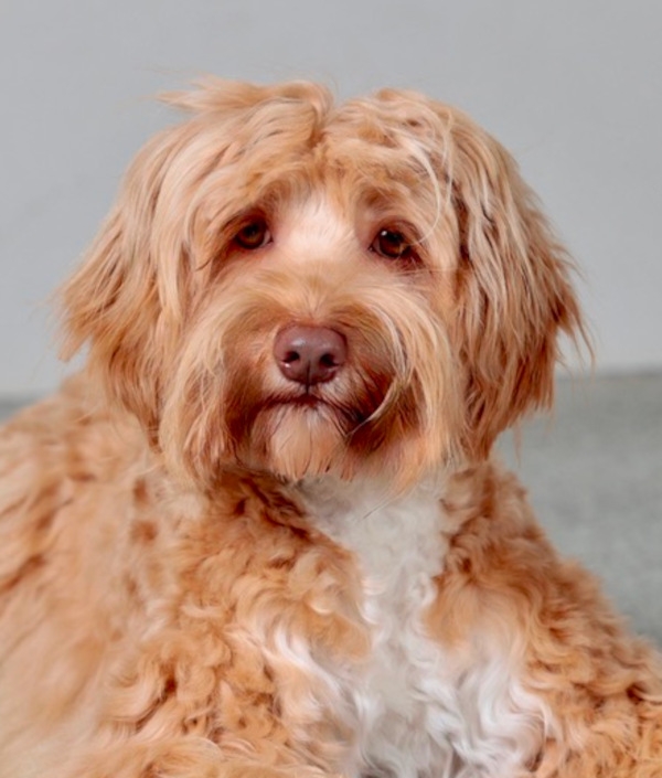 Ridgy Didge Heart Song: Bentley Ridgy Didge Heart Song: Bentley