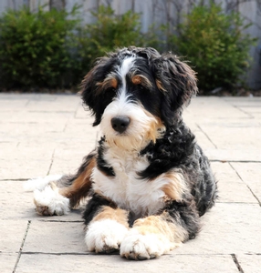 Our Puppies Category Photo