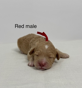 Red collar-boy 2025