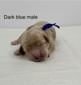 Dark blue collar-boy 2025
