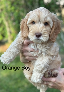 Orange collar-boy 2025