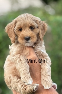 Mint collar-girl 2025