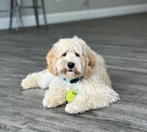 Theodore (Theo)