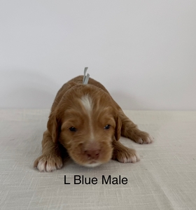 Light blue collar-boy 2025