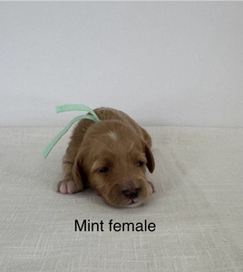 Mint collar-girl 2025