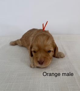 Orange collar-boy 2025
