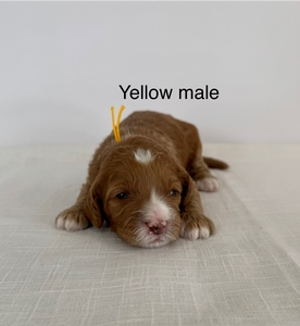 Yellow collar-boy 2025