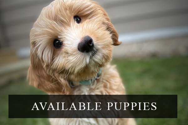 Joreese Cobberdogs Available Puppies