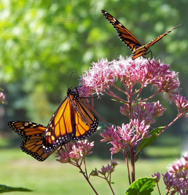 Monarch and Pollinator  Habitat Tour