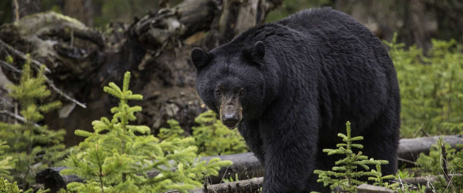 Northwest Ontario Black Bear Hunts