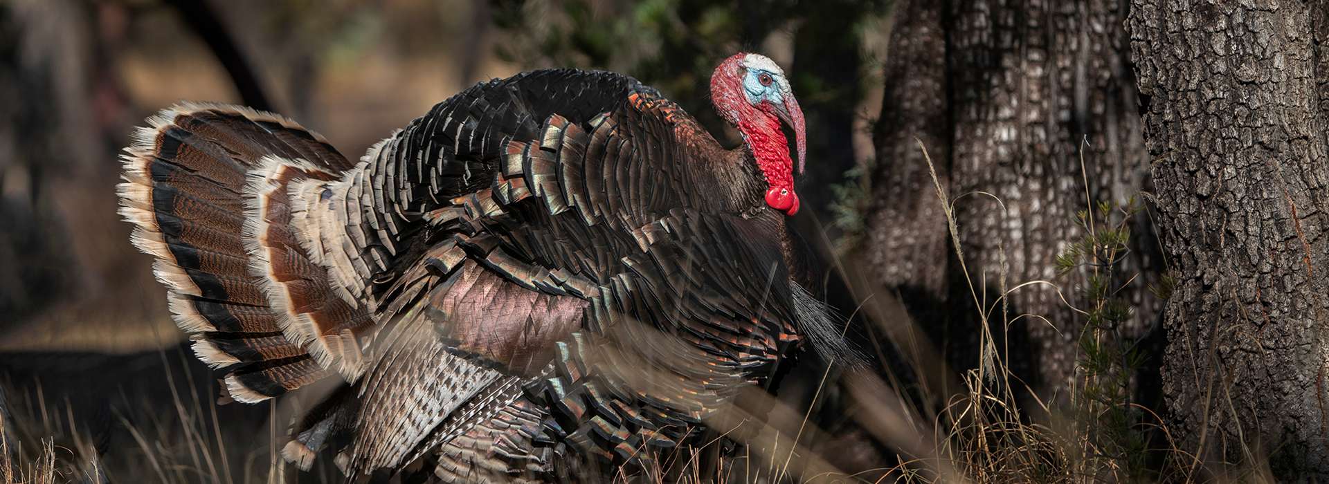 DIY & Semi-Guided Gould's Turkey Hunts in Sonora, Mexico