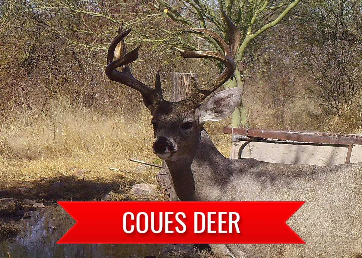 Coues Deer Hunting with MADD Hunts