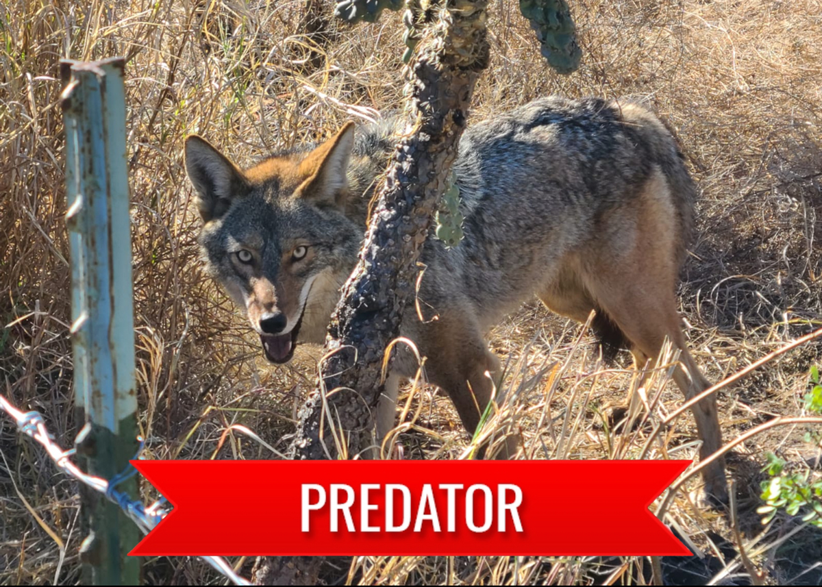 Predator Hunting with MADD Hunts