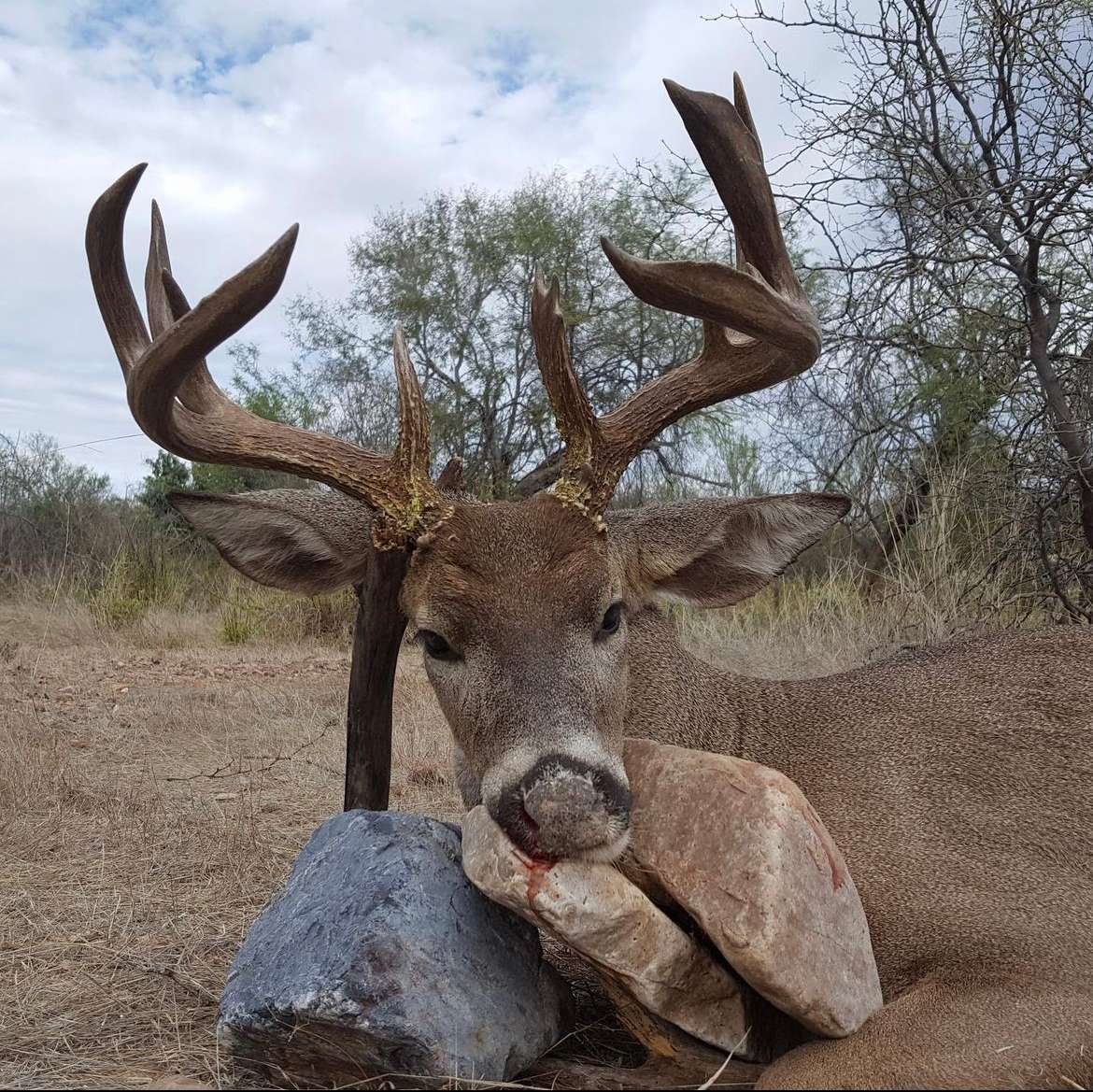 Coues Deer Hunting