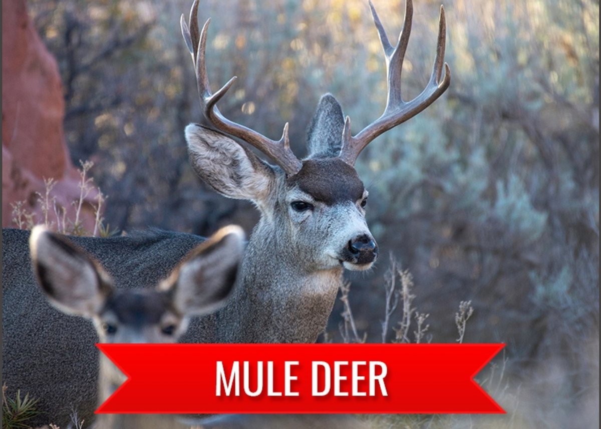 Mule Deer Hunting with MADD Hunts