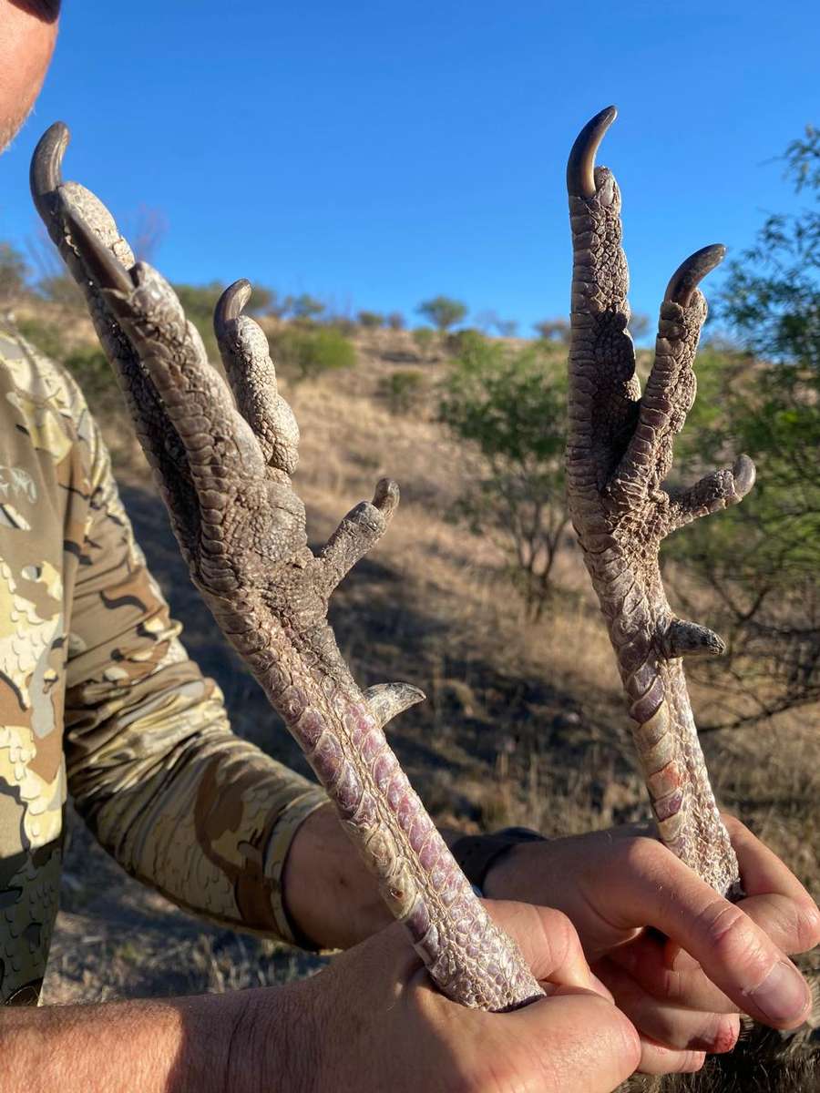 Self-Guided Gould's Turkey Hunts