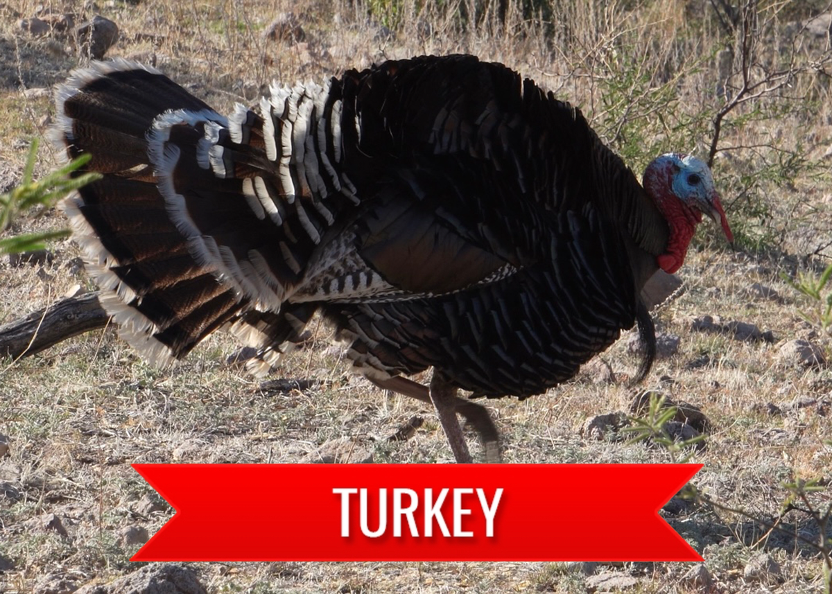 Turkey Hunting with MADD Hunts