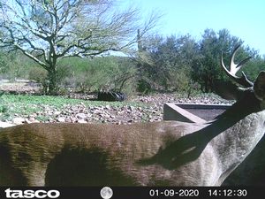 Mexico 19-20 Trail Cam Pics