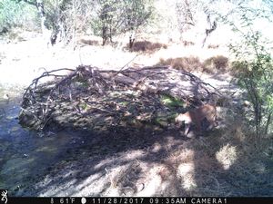 IMG_008110.JPG