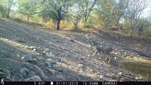 IMG_01074.JPG