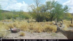 Mexico 20-21 Trail Cam Pics