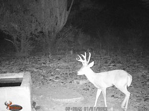  Mexico 21-22 Trail Cam Pics