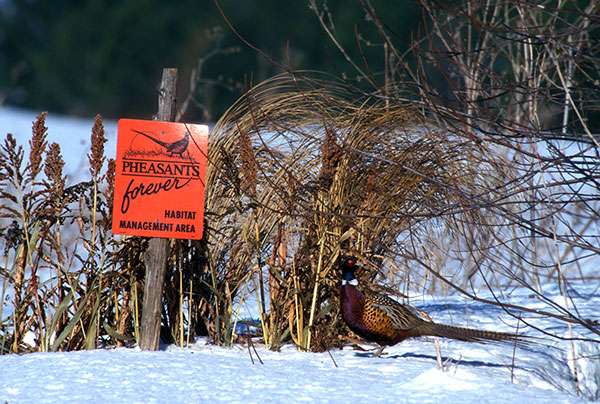 Pheasants Forever Habitat Programs For Landowners