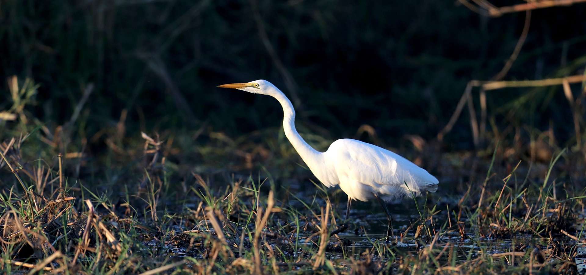 Guided Birding Safaris in Mozambique