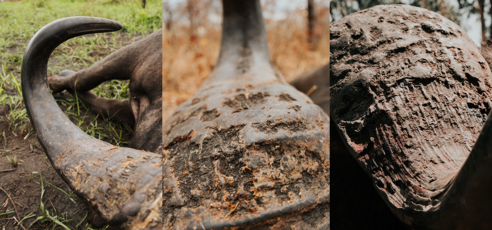 Cape Buffalo Hunting in Mozambique