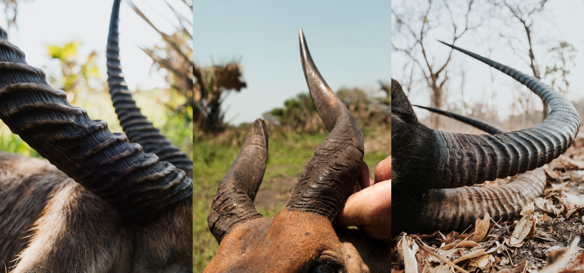 Plainsgame Hunting in Mozambique