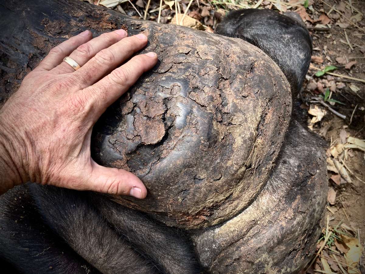 Niassa Mozambique Hunting